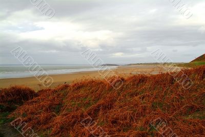 red farn at bay