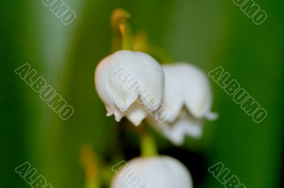 lily of the valley