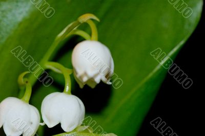 lily of the valley