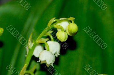 lily of the valley