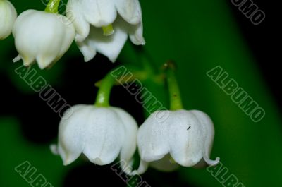 lily of the valley