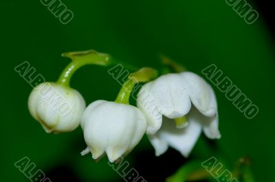 lily of the valley
