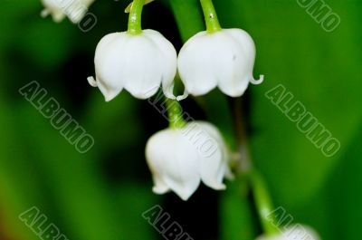 lily of the valley
