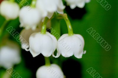 lily of the valley