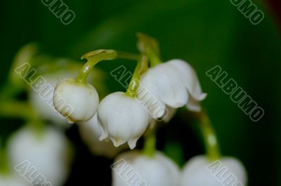 lily of the valley
