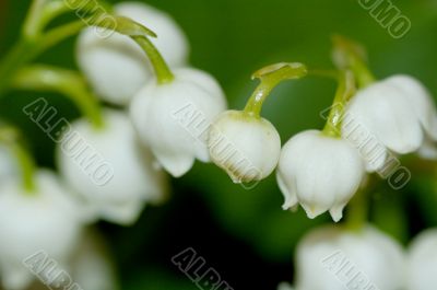 lily of the valley