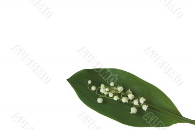 lily of the valley