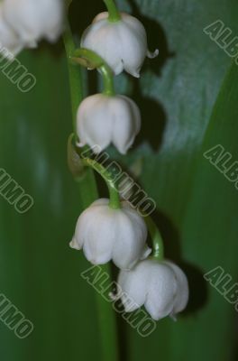 lily of the vally