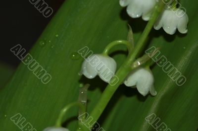 lily of the walley