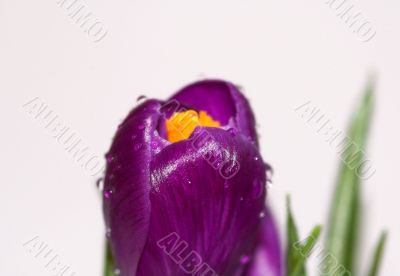 crocus