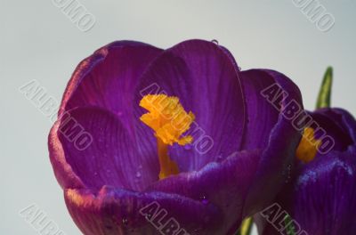 crocus