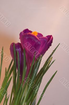 crocus