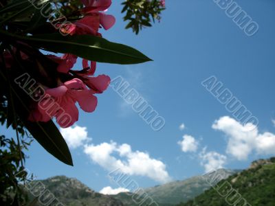 Oleander and Mountains