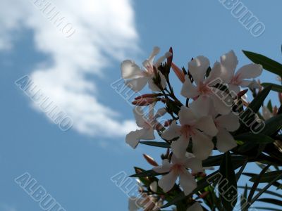 Oleander and Sky