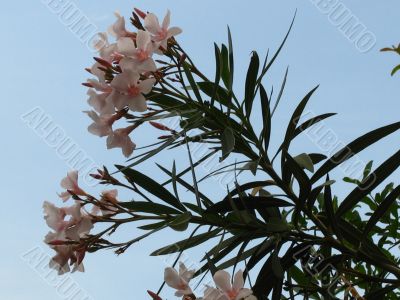 Oleander in the Sky