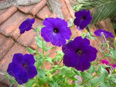 Violet Petunia