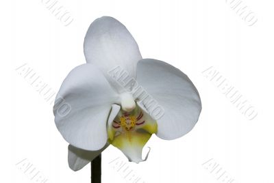orchid