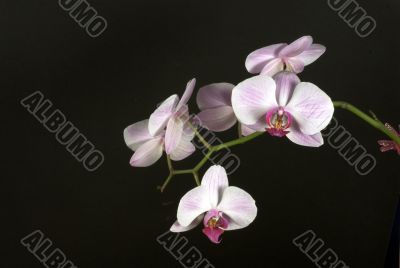 orchid