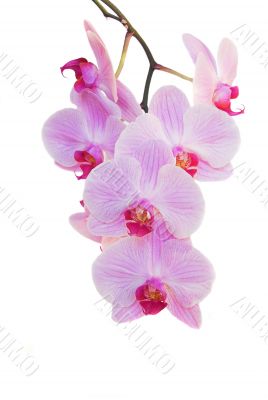 orchid