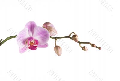 orchid pink