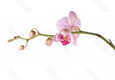 orchid pink