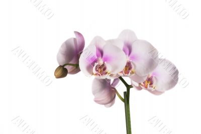 orchid