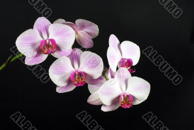 orchid