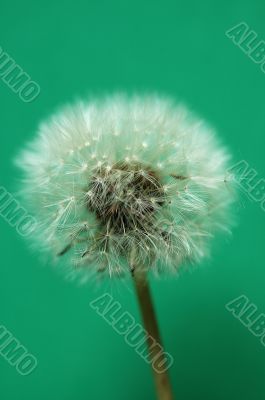 dandelion