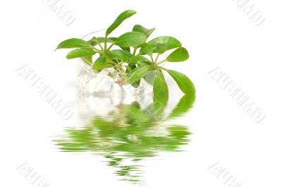 seedlings