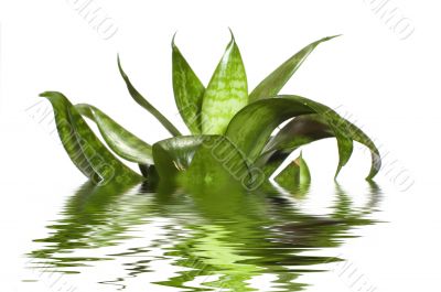 water plants