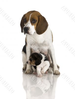 Beagle dog