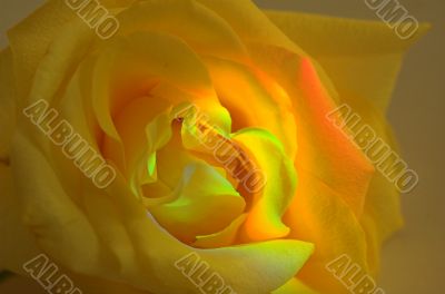 yellow rose