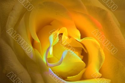 yellow rose