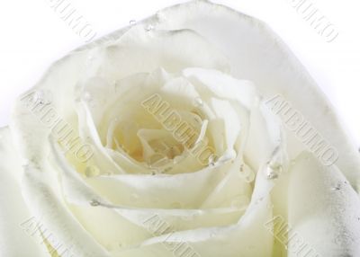 white rose