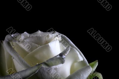 white rose
