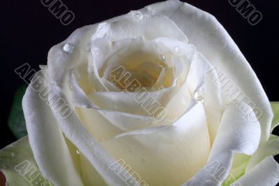 white rose