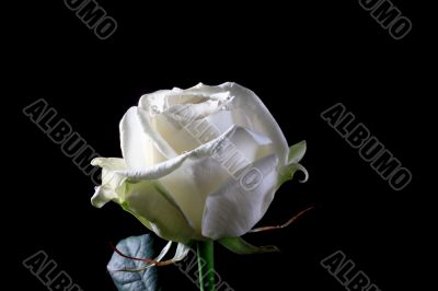 white rose