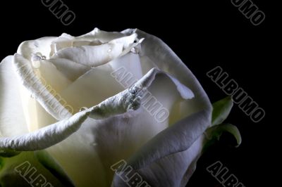 white rose