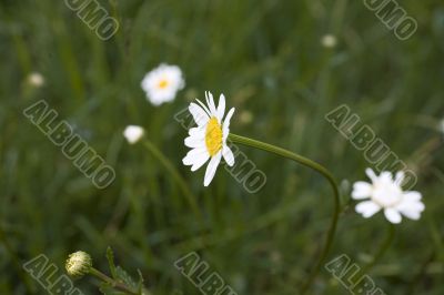 camomile