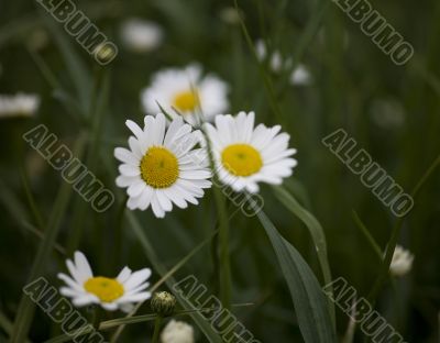 camomile