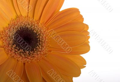 Beautiful orange flower