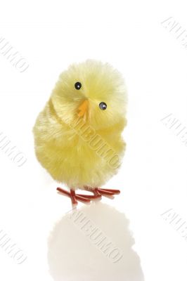 Young chicken