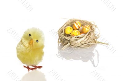 Easter Young chicken out of nest