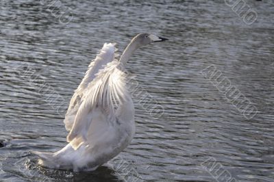 Swan ballet 2