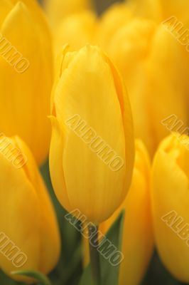 Yellow tulips