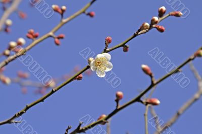 Plum flower