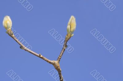 Magnolia buds