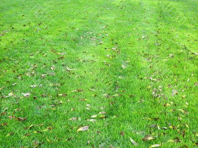 Green grass and leaves