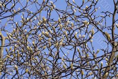 Early spring abstract