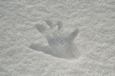 Hand print in snow